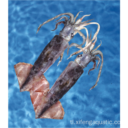Seafood Whole Round Bartrami Squid Frozen Squid